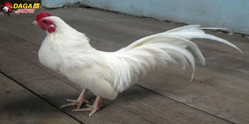 Giống gà thường được tham gia tại đấu trường Thomo