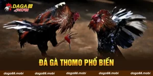 Đá gà Thomo online phổ biến
